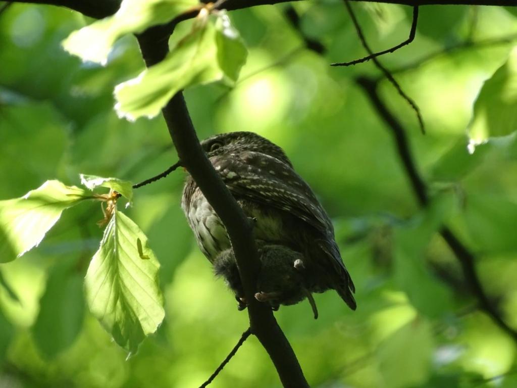 U Jadzi Pogorze Przemyskie Bircza 外观 照片